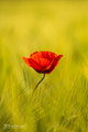 Lonely red fri&hellip;