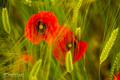Red friends