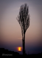 Poplar and sun&hellip;