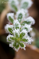 Art of frost 0&hellip;