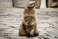 Grreneye cat 0&hellip;