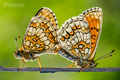 Butterfly deli&hellip;