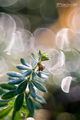 Bubbles from t&hellip;