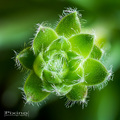 Green stocking&hellip;