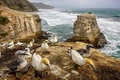 Australasian G&hellip;
