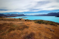 Tekapo Peninsu&hellip;