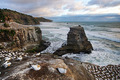 Muriwai gannet&hellip;