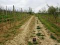 vinograd na Dr&hellip;