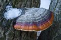 Fomitopsis pin&hellip;