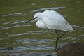 Little white c&hellip;