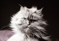 portrait of a &hellip;