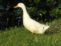 valjda guska (&hellip;
