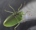 green soldier &hellip;
