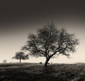 Tri stabla i p&hellip;