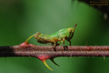 Mini Grasshopp&hellip;