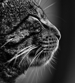 A cat is an ex&hellip;