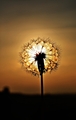 Maslačkovo sun&hellip;