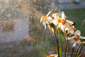 Morning Daffod&hellip;