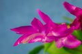 Malo roze i pl&hellip;