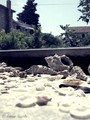 Skoljke na sun&hellip;