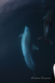 Delfin 15