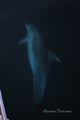 Delfini Ispod &hellip;
