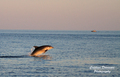 Delfin, 07.07.&hellip;