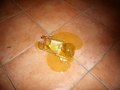 Šteta dobrog m&hellip;