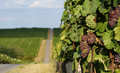 Baranjski vino&hellip;