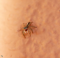 okice