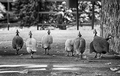 Balkanski špij&hellip;