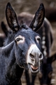 portret jednog&hellip;