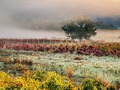 jesen u vinogr&hellip;
