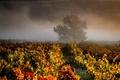 jutro u vinogr&hellip;