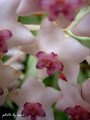 ...hoya bella.&hellip;