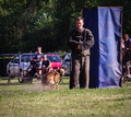 KNPV dog and a&hellip;