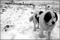 Tornjaci-dika &hellip;