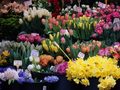 Cvjetni trg- d&hellip;