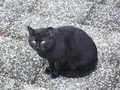 Are you meow .&hellip;