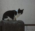 Zorro, maskira&hellip;