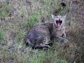 Pazi, tigar ! &hellip;