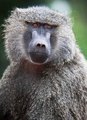 Ngorongoro Nat&hellip;