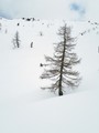 bjelina 4