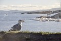 galeb sa sjeve&hellip;