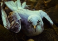 umiruci galeb
