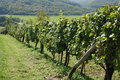 dio vinograda &hellip;