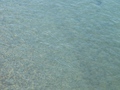 Sava