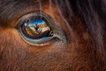 Eye reflection&hellip;