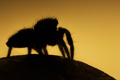 Silueta jumper&hellip;
