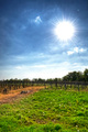 Sunce nad vino&hellip;